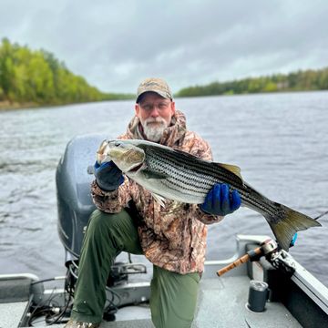 Striped bass on the miramichi