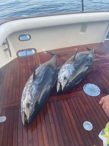 2 bluefin tuna on deck of boat