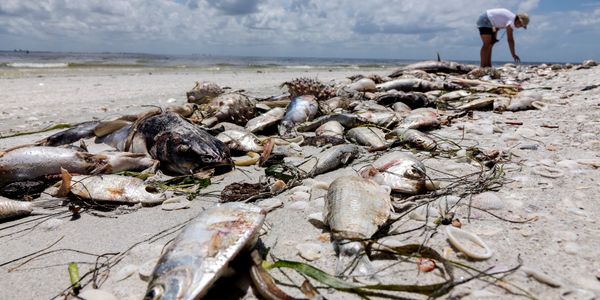 Red Tide florida water pollution environment