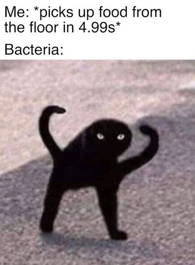 Cursed Cats on the Street