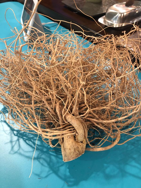 cannabis root ball
