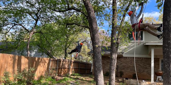 Tree Trimming
