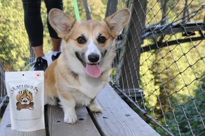 Picture of a dog walking on a bridge with some treats