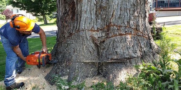 Tree Removal