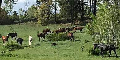 Our herd on a hillside, Eagle’s Nest Youth Ranch