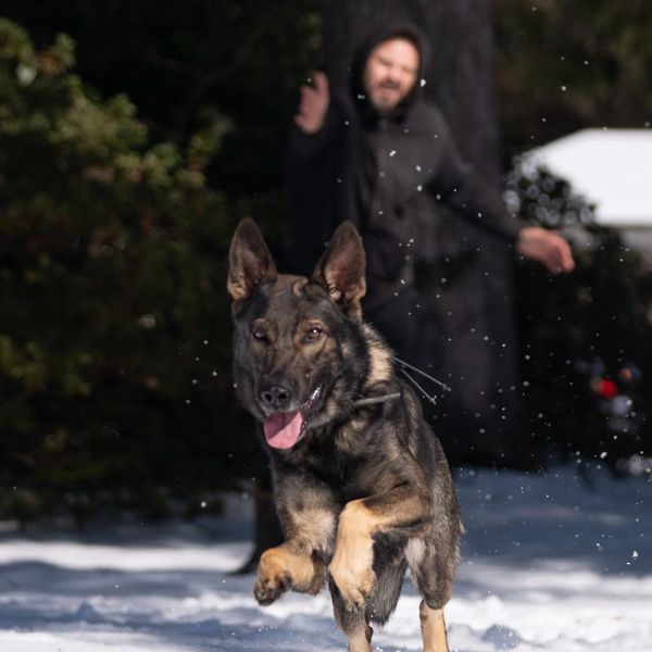 A happy shepherd mix running.