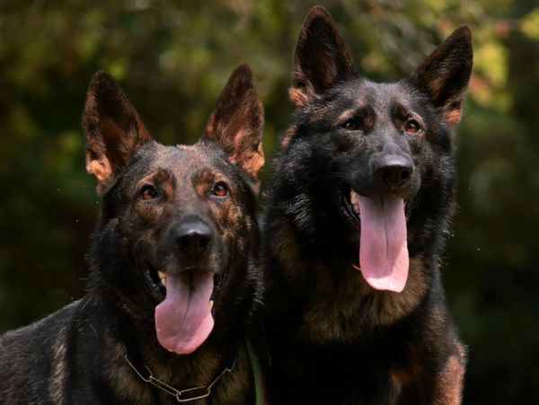 A headshot of two happy German Shepherds with their tongues out.