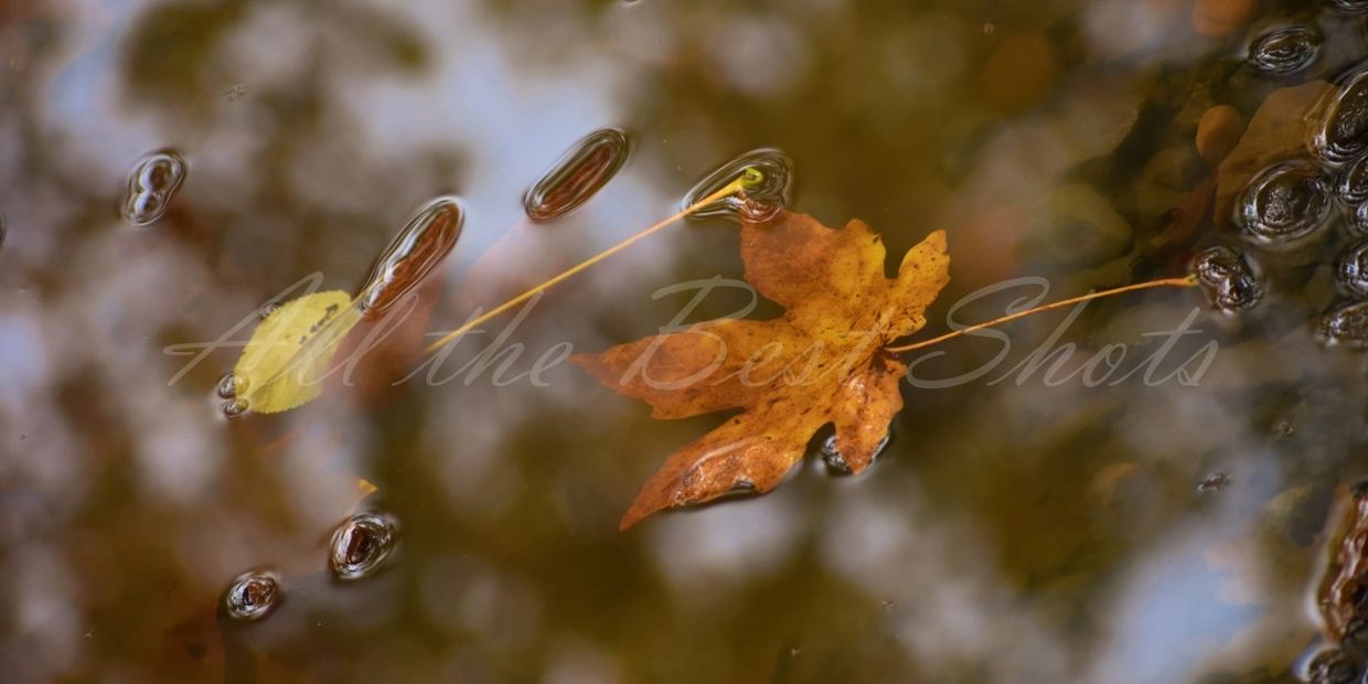 Autumn light creates a mirror in a puddle of dark stones and golden fallen maple leaves