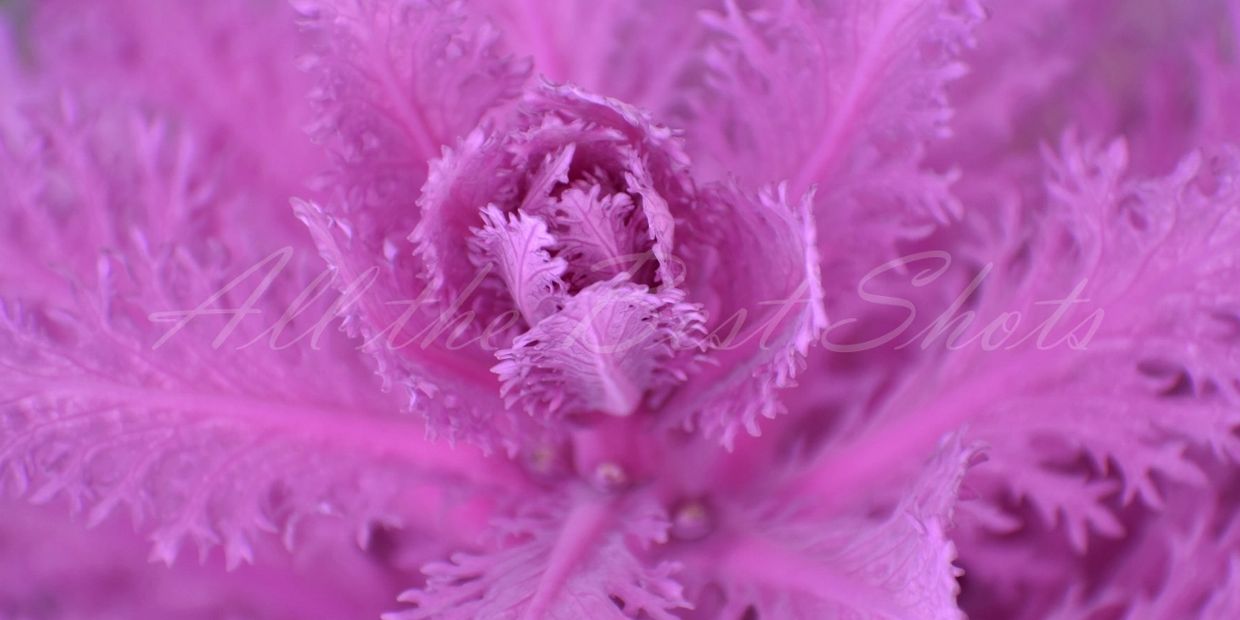 Photo of ornamental Kale showing a flowery rosette of feathery soft pink leaves