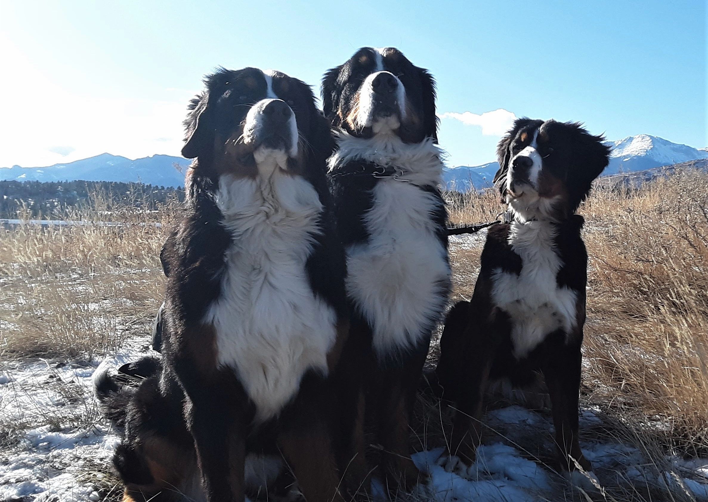 A photo of AKC Berner Mountain dogs for sale