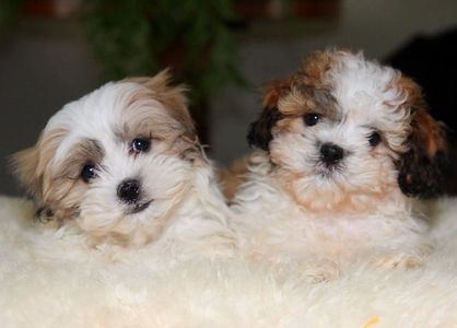Teddy bear Zuchon (Shichon or Shih Tzu Bichon) puppies - Happy healthy smart comical affectionate highly trainable great service or therapy dogs excellent companion or family dog - www.tinyteddys.com - Tiny Teddies B.C Alberta Canada