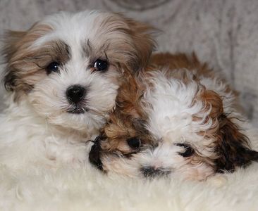 Teddy bear Zuchon (Shichon or Shih Tzu Bichon) puppies - Happy healthy smart comical affectionate highly trainable great service or therapy dogs excellent companion or family dog - www.tinyteddys.com - Tiny Teddies B.C Alberta Canada