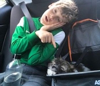 Teddy bear Zuchon (Shichon or Shih Tzu Bichon) puppies - Happy healthy smart comical affectionate highly trainable great service or therapy dogs  excellent companion or family dog - www.tinyteddys.com - Tiny Teddies B.C, Alberta Canada, Worldwide