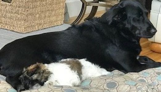 Teddy bear Zuchon (Shichon or Shih Tzu Bichon) puppy naptime - Happy healthy smart comical affectionate highly trainable great service or therapy dogs  excellent companion or family dog - www.tinyteddys.com - Tiny Teddies B.C, Alberta Canada, Worldwide