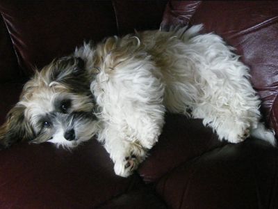 Teddy bear Zuchon (Shichon or Shih Tzu Bichon) puppies - Small breed Happy healthy smart comical affectionate highly trainable great service or therapy dogs excellent companion or family dog non-shed hypoallergenic - www.tinyteddys.com - Tiny Teddies B.C, Alberta Canada, Worldwide