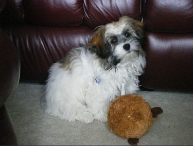 Teddy bear Zuchon (Shichon or Shih Tzu Bichon) puppies - Small breed Happy healthy smart comical affectionate highly trainable great service or therapy dogs excellent companion or family dog non-shed hypoallergenic - www.tinyteddys.com - Tiny Teddies B.C, Alberta Canada, Worldwide