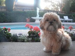 Teddy bear Zuchon (Shichon or Shih Tzu Bichon) puppy at the pool - Small breed Happy healthy smart comical affectionate highly trainable great service or therapy dogs  excellent companion or family dog non-shed hypoallergenic - www.tinyteddys.com - Tiny Teddies B.C, Alberta Canada, Worldwide