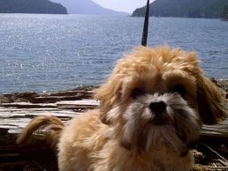 Teddy bear Zuchon (Shichon or Shih Tzu Bichon) puppy at the beach - Small breed Happy healthy smart comical affectionate highly trainable great service or therapy dogs  excellent companion or family dog non-shed hypoallergenic - www.tinyteddys.com - Tiny Teddies B.C, Alberta Canada, Worldwide