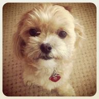 Teddy bear Zuchon (Shichon or Shih Tzu Bichon) puppies - Small breed Happy healthy smart comical affectionate highly trainable great service or therapy dogs  excellent companion or family dog non-shed hypoallergenic - www.tinyteddys.com - Tiny Teddies B.C, Alberta Canada, Worldwide