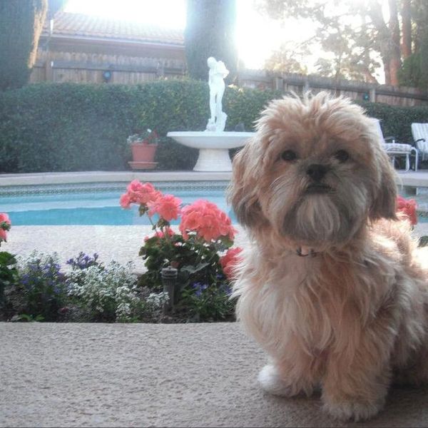 Teddy bear Zuchon (Shichon or Shih Tzu Bichon) puppy at the pool- Happy healthy smart comical affectionate highly trainable great service or therapy dogs  excellent companion or family dog - www.tinyteddys.com - Tiny Teddies B.C, Alberta Canada, Worldwide