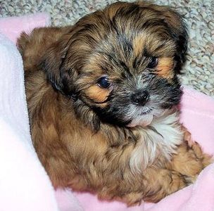 Teddy bear Zuchon (Shichon or Shih Tzu Bichon) puppies - Happy healthy smart comical affectionate highly trainable great service or therapy dogs excellent companion or family dog - www.tinyteddys.com - Tiny Teddies B.C Alberta Canada