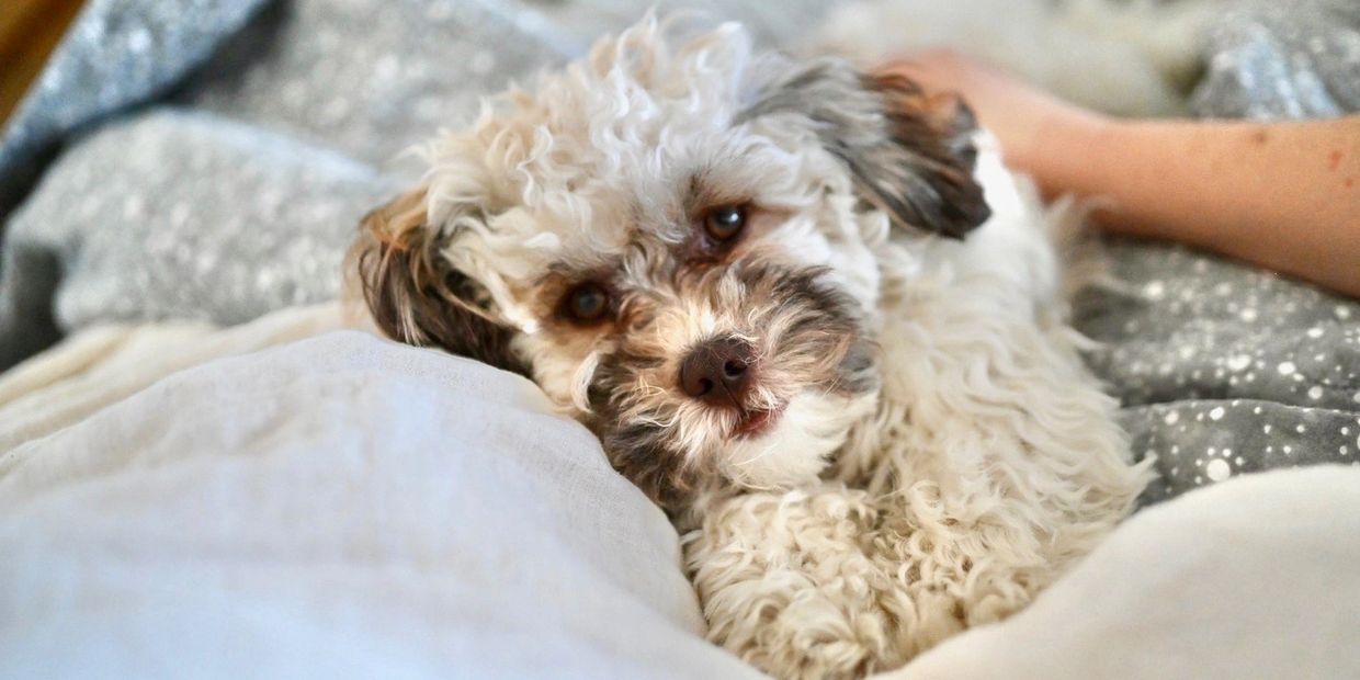 Tiny Teddies Puppy - Teddy Bear Zuchon Shichon puppies Bichon Frise Shih Tzu Dog www.tinyteddys.com