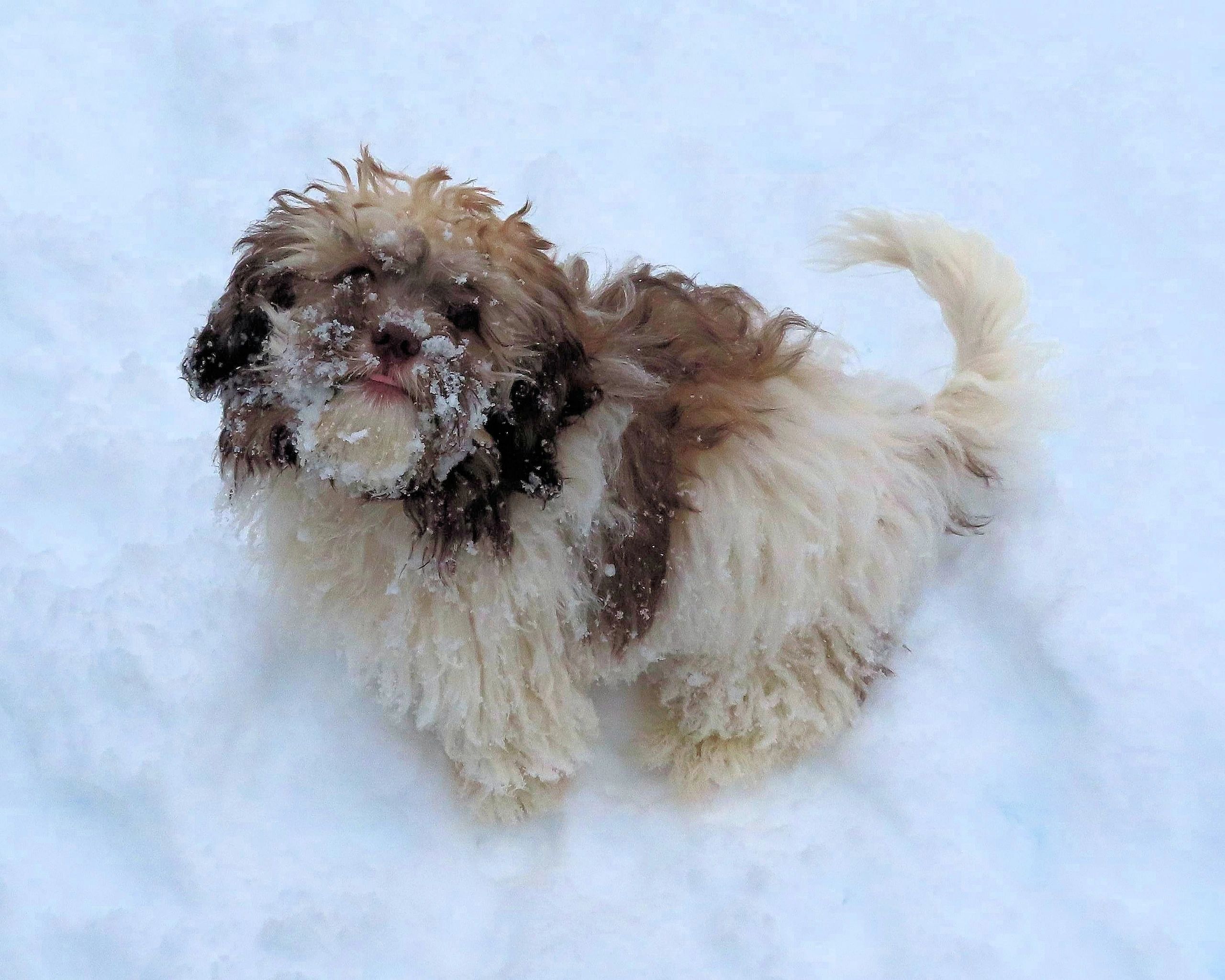 Teddy Bear puppy with an adorable snowy face Vancouver Island Canada Zuchon Shichon Shih Tzu Bichon