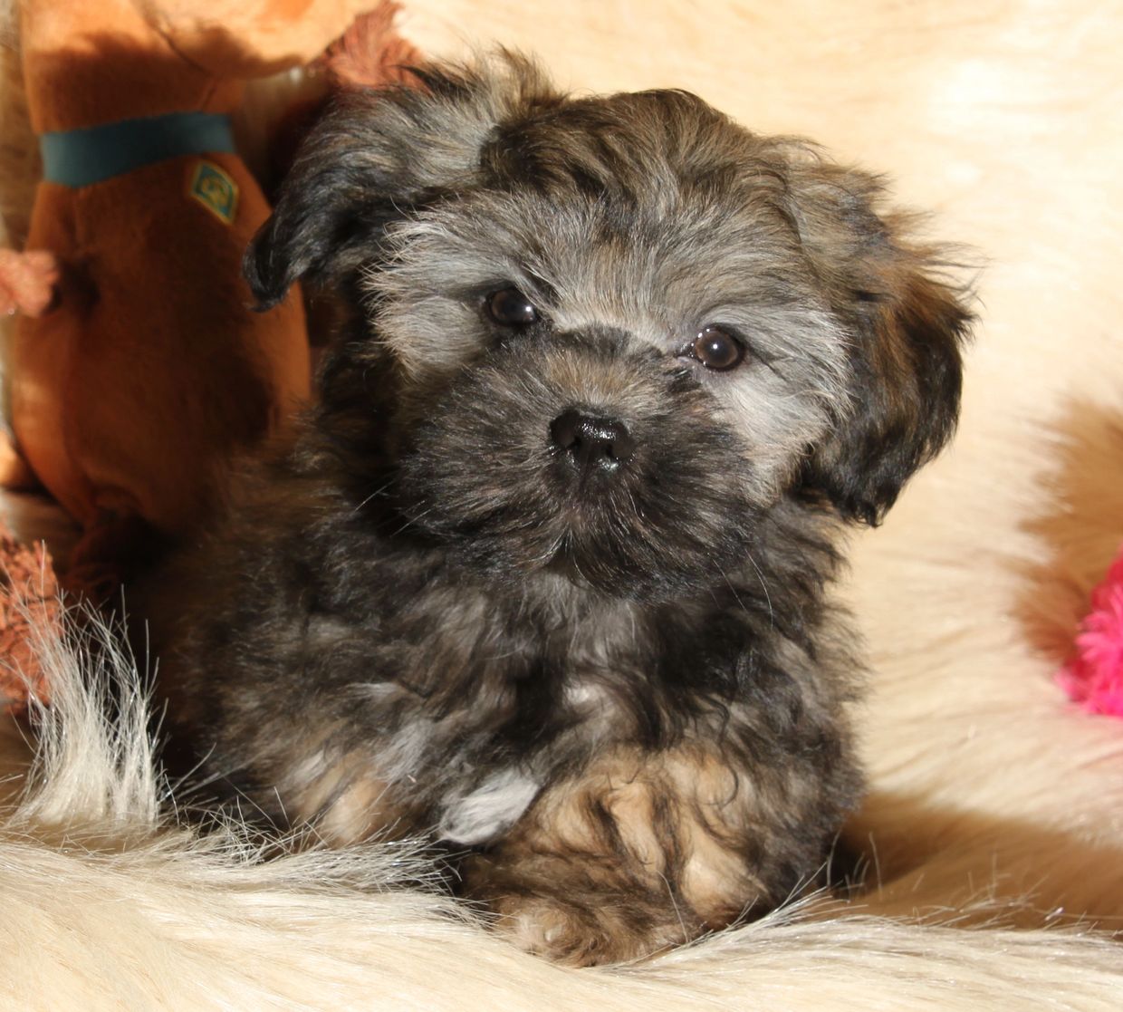 ShihTzu Bichon Zuchon Shichon puppies 
for sale! Healthy family therapy Teddy Bear dog - BC Alberta
