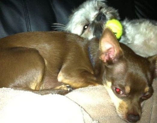 Teddy bear Zuchon (Shichon or Shih Tzu Bichon) puppy playing ball - Small breed Happy healthy smart comical affectionate highly trainable great service or therapy dogs  excellent companion or family dog non-shed hypoallergenic - www.tinyteddys.com - Tiny Teddies B.C, Alberta Canada, Worldwide