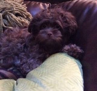 Teddy bear Zuchon (Shichon or Shih Tzu Bichon) chocolate puppy - Small breed Happy healthy smart comical affectionate highly trainable great service or therapy dogs excellent companion or family dog non-shed hypoallergenic - www.tinyteddys.com - Tiny Teddies B.C, Alberta Canada, Worldwide