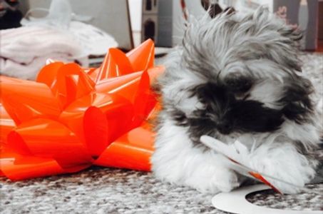 Teddy bear Zuchon (Shichon or Shih Tzu Bichon) puppies - Small breed Happy healthy smart comical affectionate highly trainable great service or therapy dogs  excellent companion or family dog non shed hypoallergenic - www.tinyteddys.com - Tiny Teddies B.C, Alberta Canada, Worldwide