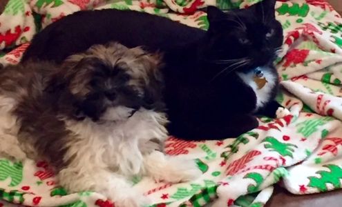 Teddy bear Zuchon (Shichon or Shih Tzu Bichon) puppy and cat - Small breed Happy healthy smart comical affectionate highly trainable great service or therapy dogs  excellent companion or family dog non shed hypoallergenic - www.tinyteddys.com - Tiny Teddies B.C, Alberta Canada, Worldwide