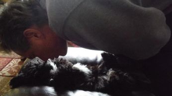 Teddy bear Zuchon (Shichon or Shih Tzu Bichon) puppies - Small breed Happy healthy smart comical affectionate highly trainable great service or therapy dogs excellent companion or family dog non-shed hypoallergenic - www.tinyteddys.com - Tiny Teddies B.C, Alberta Canada, Worldwide