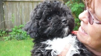 Teddy bear Zuchon (Shichon or Shih Tzu Bichon) puppies - Small breed Happy healthy smart comical affectionate highly trainable great service or therapy dogs excellent companion or family dog non-shed hypoallergenic - www.tinyteddys.com - Tiny Teddies B.C, Alberta Canada, Worldwide