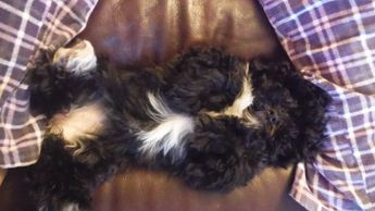 Teddy bear Zuchon (Shichon or Shih Tzu Bichon) puppies - Small breed Happy healthy smart comical affectionate highly trainable great service or therapy dogs excellent companion or family dog non-shed hypoallergenic - www.tinyteddys.com - Tiny Teddies B.C, Alberta Canada, Worldwide