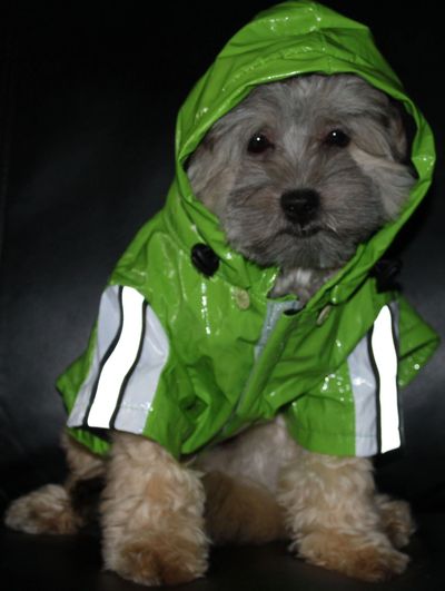 Teddy bear Zuchon Shichon Shih-Tzu Bichon puppy in a raincoat happy healthy comical tinyteddys.com