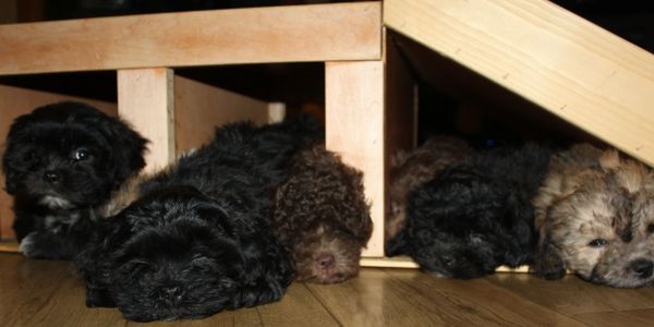 Teddy Bear Zuchon puppies aka Shichon Bichon Frise Shih Tzu therapy dog available canada