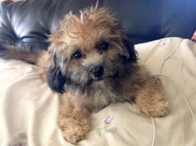 Teddy bear Zuchon (Shichon or Shih Tzu Bichon) puppies - Small breed Happy healthy smart comical affectionate highly trainable great service or therapy dogs  excellent companion or family dog non-shed hypoallergenic - www.tinyteddys.com - Tiny Teddies B.C, Alberta Canada, Worldwide