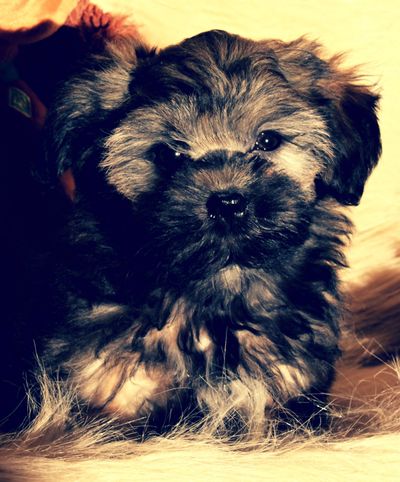 Zuchon Shichon Shih-Tzu Bichon puppy healthy affectionate service therapy family dog tinyteddys.com