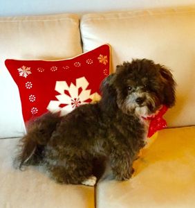 Teddy bear Zuchon (Shichon or Shih Tzu Bichon) puppies - Small breed Happy healthy smart comical affectionate highly trainable great service or therapy dogs  excellent companion or family dog non-shed hypoallergenic - www.tinyteddys.com - Tiny Teddies B.C, Alberta Canada, Worldwide