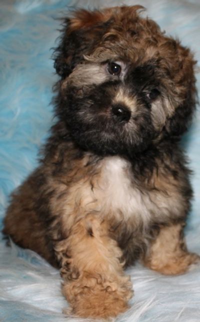 Teddy bear Zuchon (Shichon or Shih Tzu Bichon) puppies - Happy healthy smart comical affectionate highly trainable great service or therapy dogs  excellent companion or family dog - www.tinyteddys.com - Tiny Teddies B.C Canada