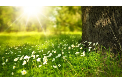 Sunlit meadow with white flowers and a large tree trunk.