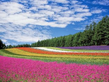 Colourful-field-tree-lined-with-blue-sky-and-clouds