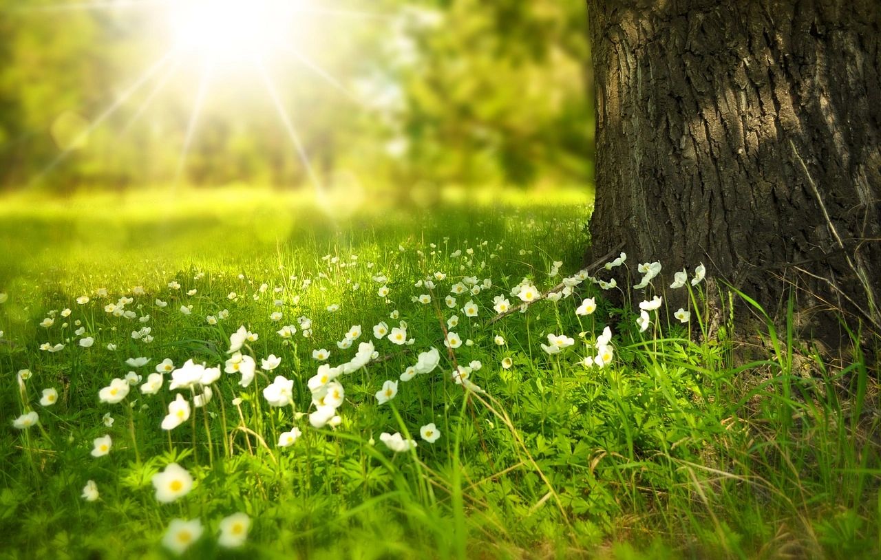 Spring picture with tree