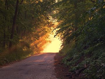 Sunshine-beaming-on-wood-path