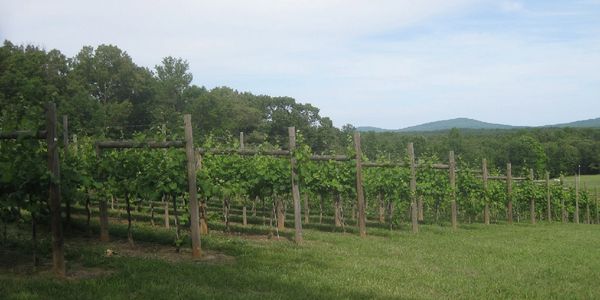 vineyard vines