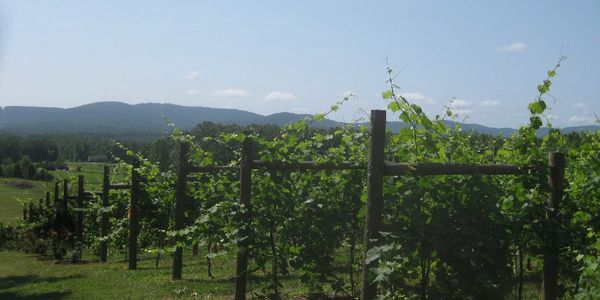 vineyard vines in summer