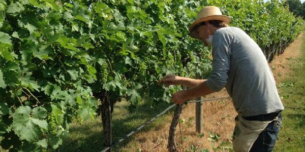 harvesting grapes in the vineyard