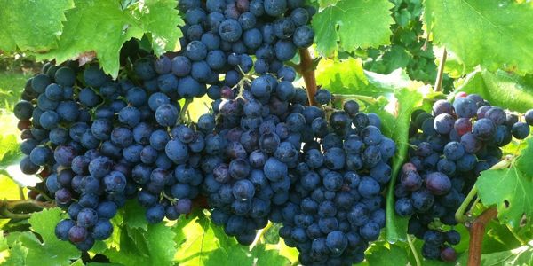 grenache grapes on the vine