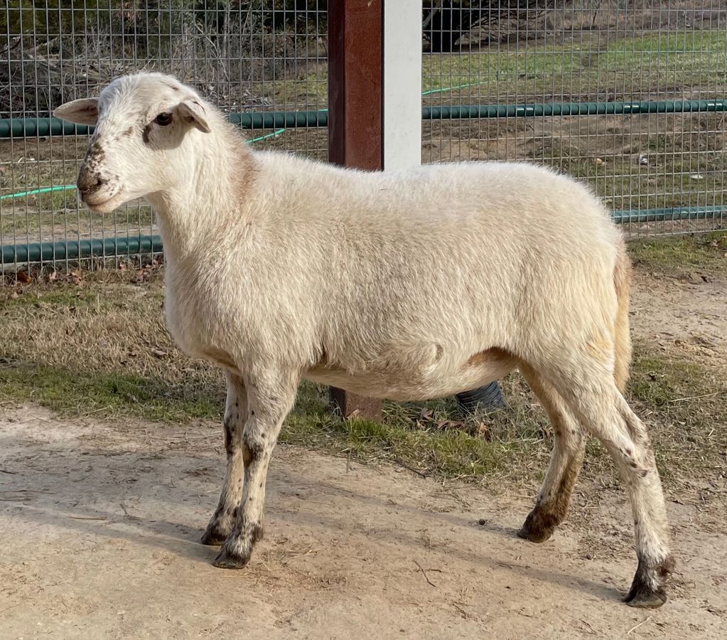 BTX-22-35
Katahdin ewe Registered Katahdin sheep Weatherford, TX 
Bluestem Farm